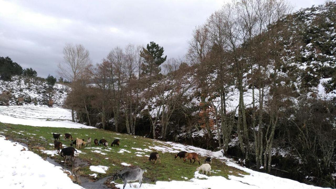 Terrasense Mountain Charm Retreat & Farm Apartment Videmonte Luaran gambar